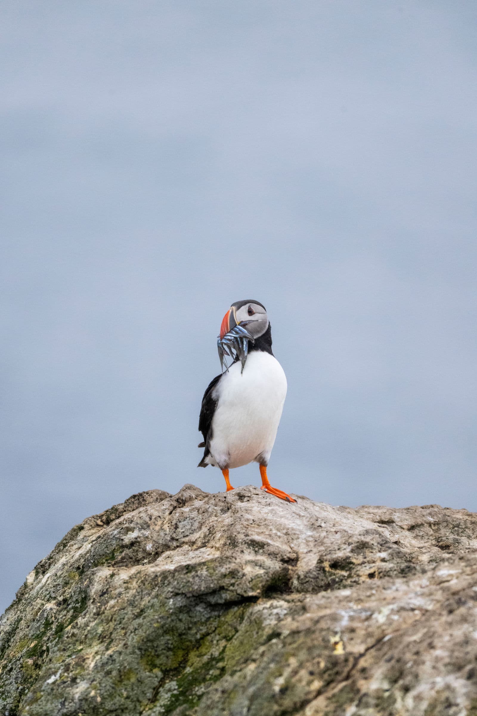 Vigur Island, Iceland