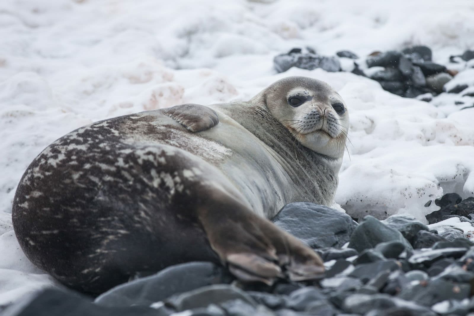 Ringed seal