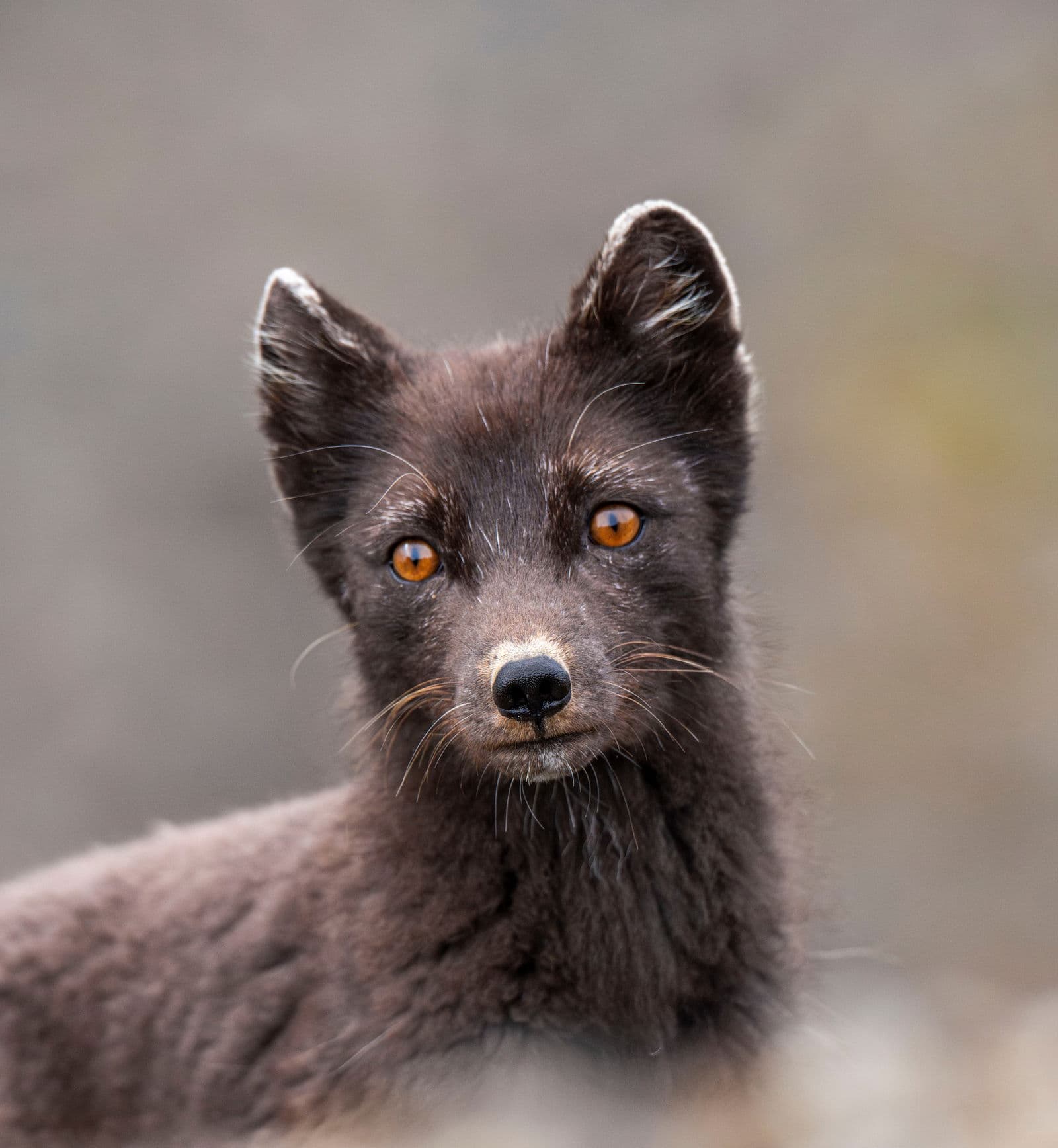 Arctic fox